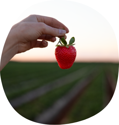 A singular strawberry being held up in front of the sunset over a Strawberry Field in Bundaberg Queensland.
